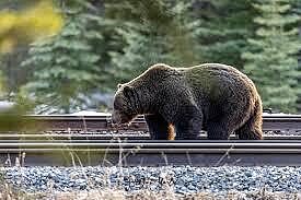 Lake Louise Bear