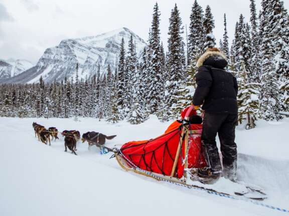 Guest enjoys a thrilling dogsledding tour in Banff National Park near the Mountaineer Lodge in Lake Louise.