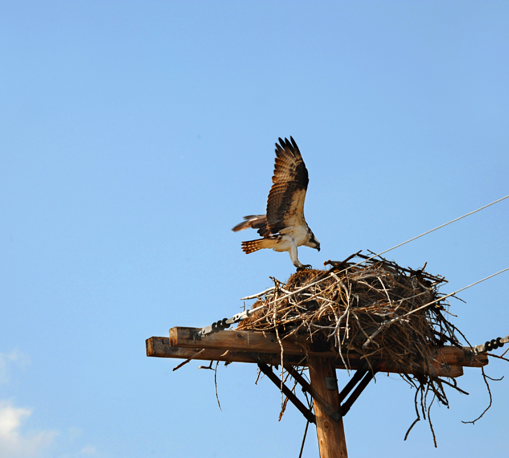 Osprey Power Lines