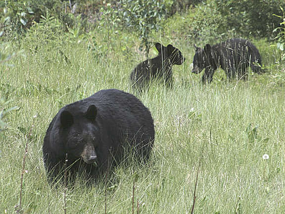 10 157 D Black Bear Cubs