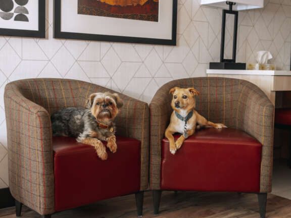 2 dogs sitting on chairs in a dog friendly room at the Mountaineer Lodge in Lake Louise