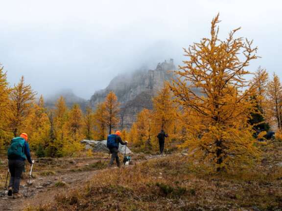 2 hikers Hiking in Larch Valley with orange fall colours | Robert Massey