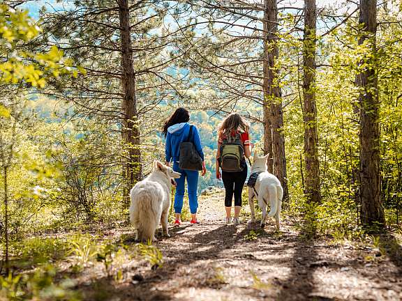 Two hikers explore Banff National Park near Lake Louise with their dogs.