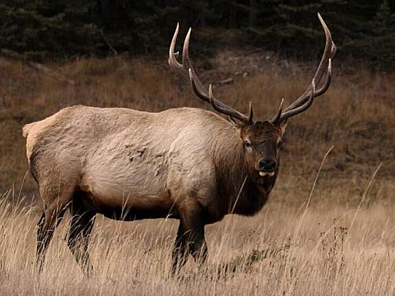 BWV Deer