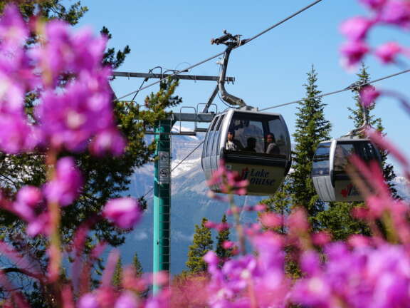 Summer Gondola Wildflowers 1