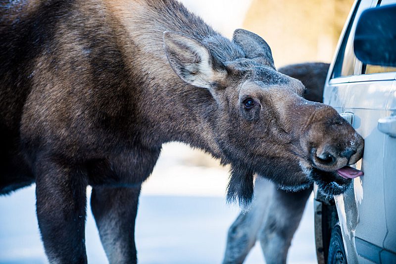 Moose in Banff National Park