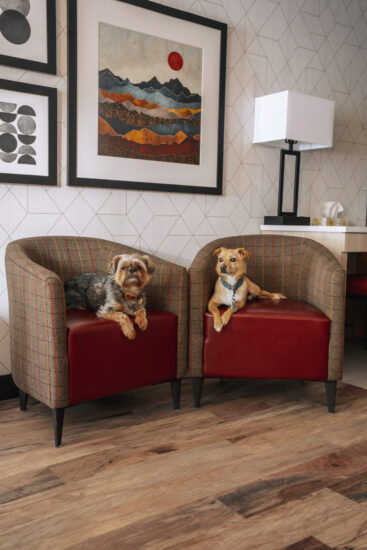 Mountaineer Lodge Dog Friendly Hotel in Lake Louise