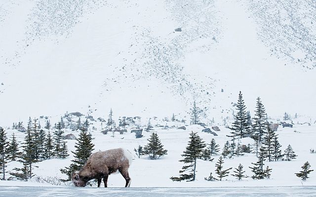 Winter Wildlife Icefields Parkway Medium