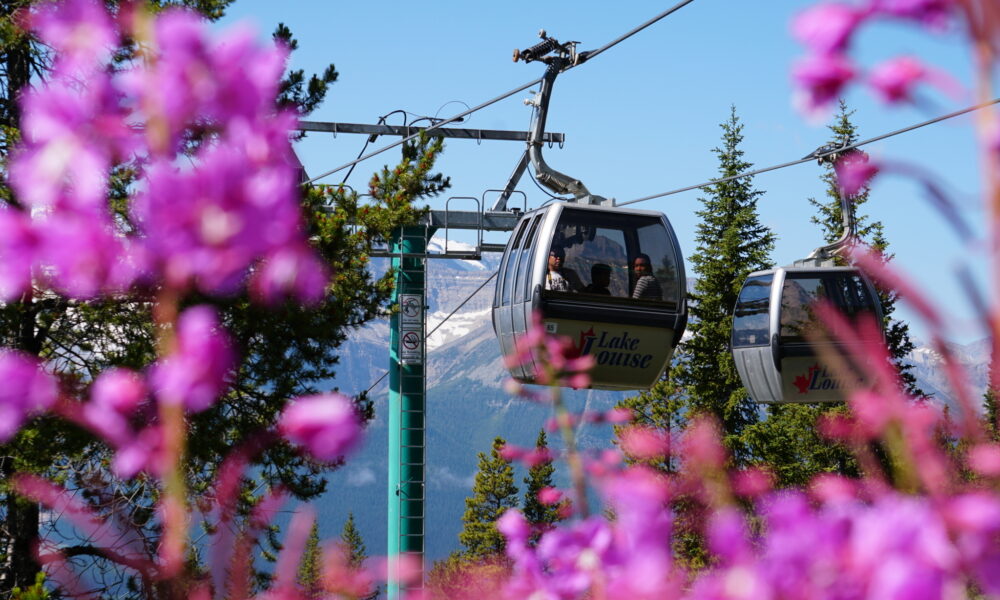 Summer Gondola Wildflowers